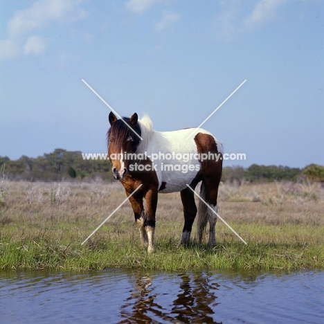 Chincoteague pony looking at camera