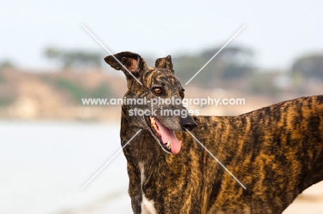 brindle Greyhound, looking away