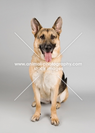 German Shepherd sitting on grey studio background.