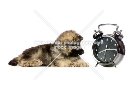 German Shepherd (aka Alsatian) puppy looking at time
