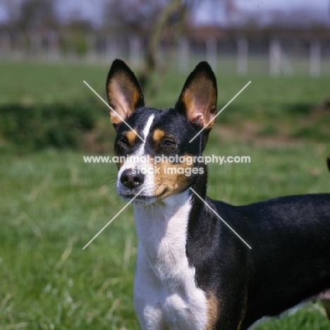 basenji head portrait