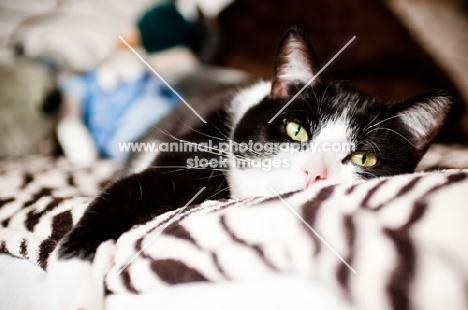 bi-coloured short haired cat on bed