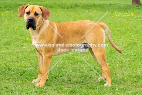 boerboel on grass