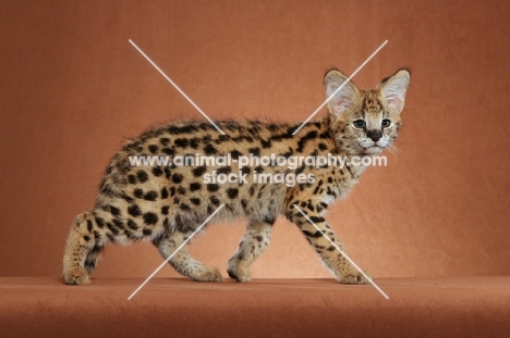 young Serval