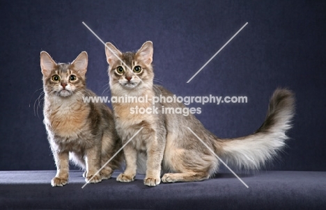 Somali cats on blue background