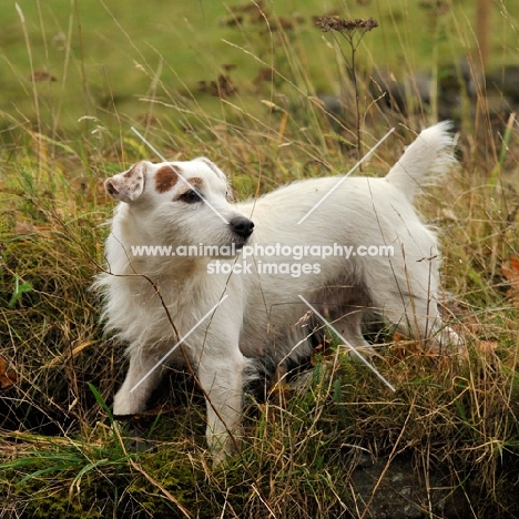 working jack russell, tan and white