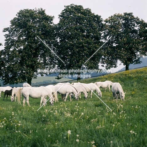 Lipizzaner mares and foals at piber