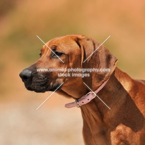 rhodesian ridgeback