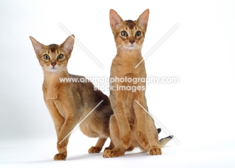 two 4 month old Abyssinian cats, looking alert