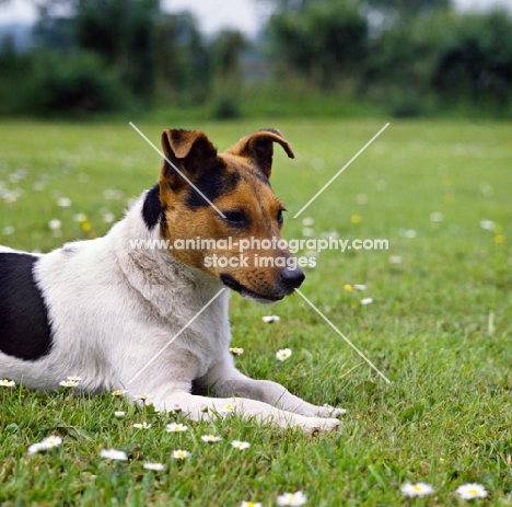 parson russell terrier laying in a field of daisies