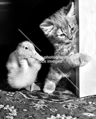 Duckling and Kitten out for adventure