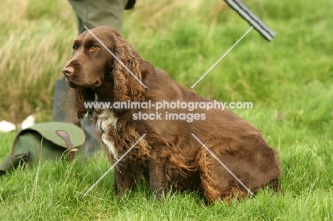 Field Spaniel on a hunt