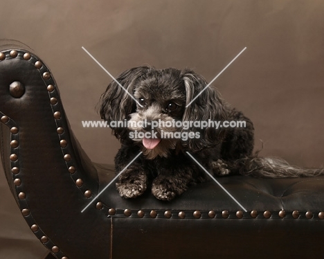 brown miniature poodle on leather couch