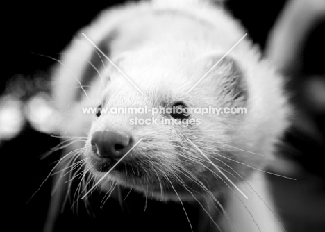 white ferret portrait