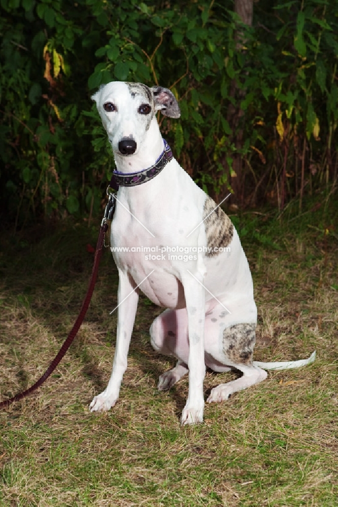 Sitting grey and white Whippet with greenery background. 