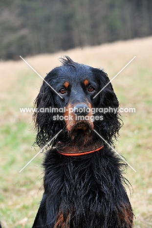 Gordon Setter head study