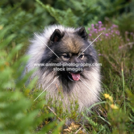 ch neradmik jupiter, keeshond  head shot framed in ferns