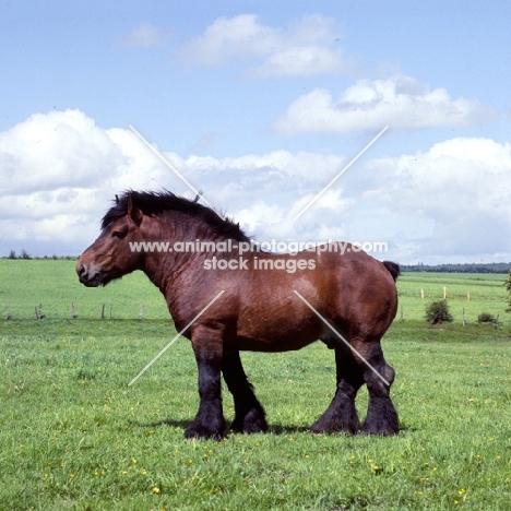  ardennais, coquin d’agremont  in belgium