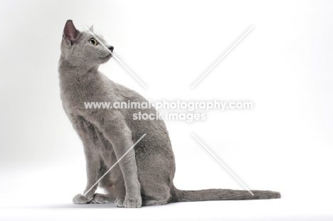 Russian Blue cat on white background