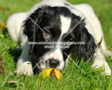 English Springer Spaniel puppy smelling apple