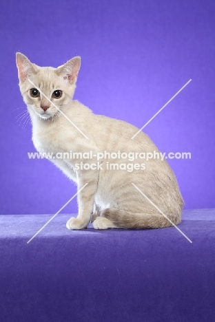 young Australian Mist cat sitting on periwinkle background