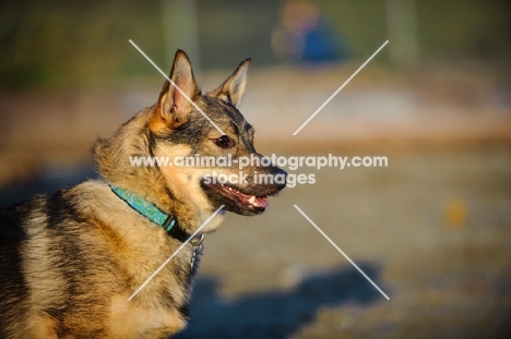 Swedish Vallhund in profile