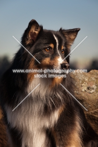 Australian Shepherd Dog