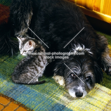 feral x kitten with cross bred dog, border collie x  bearded collie