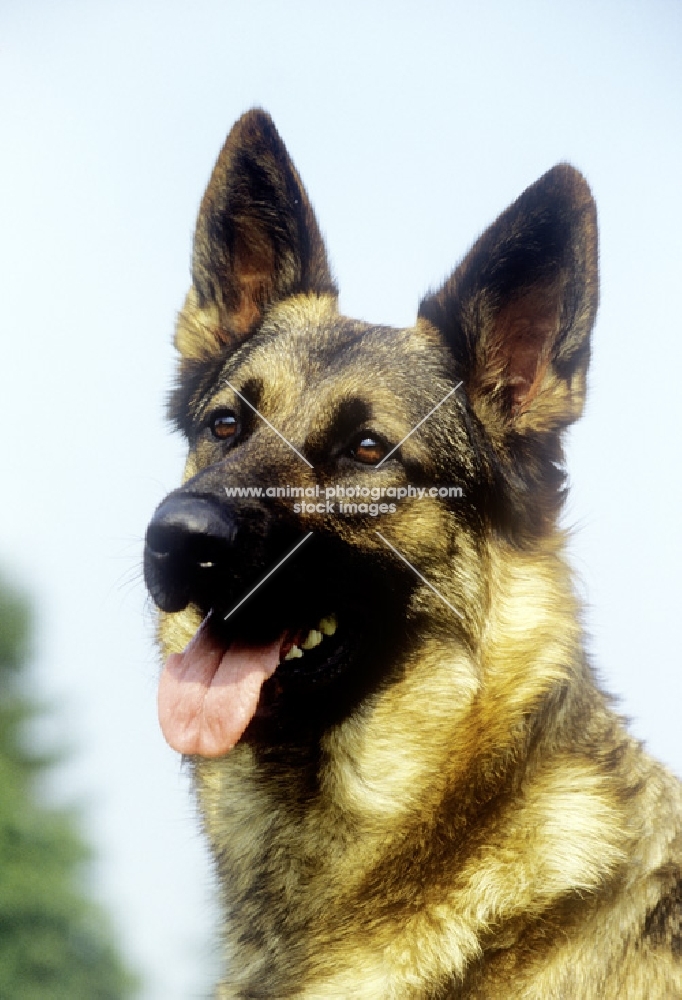 german shepherd dog portrait