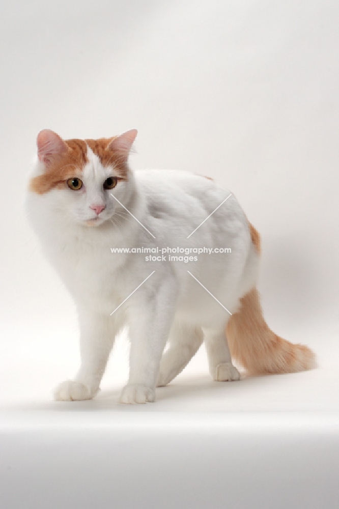 Turkish Van cat looking away, Red Classic Tabby & White colour