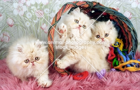 three cream cameo Persian kittens