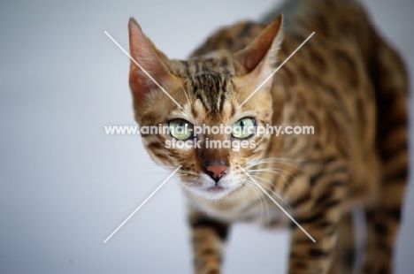 front view of bengal female cat 