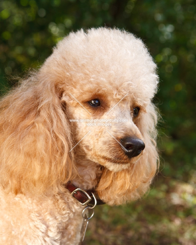 miniature poodle, portrait