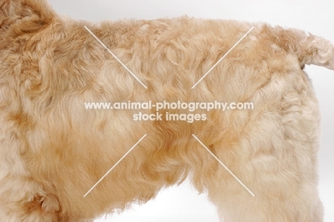 Australian champion Soft Coated Wheaten Terrier, coat close up