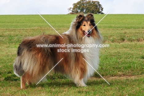 rough Collie, side view