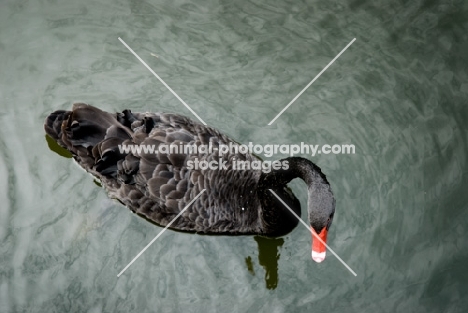 black swan swimming in france