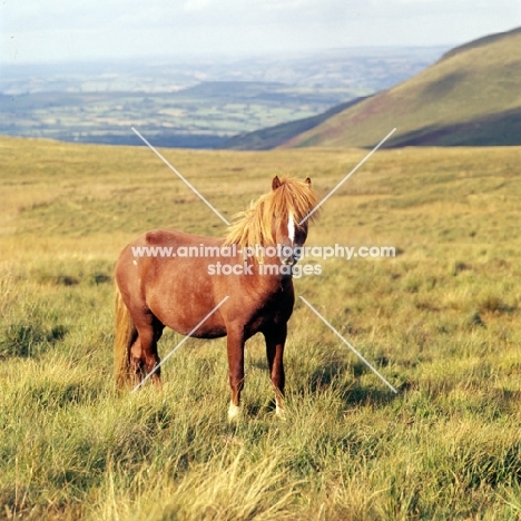 welsh mountain pony stallion on the brecon beacons