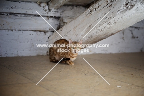 bengal cat crouched under a wooden beam