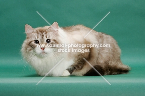 Siberian cat looking at camera, seal lynx point