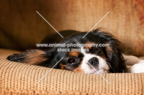 Cavalier King Charles spaniel lying on brown sofa