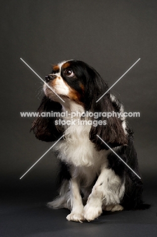 black, brown and white King Charles Spaniel on a black background