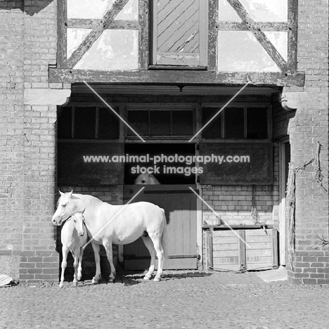 Horses near building