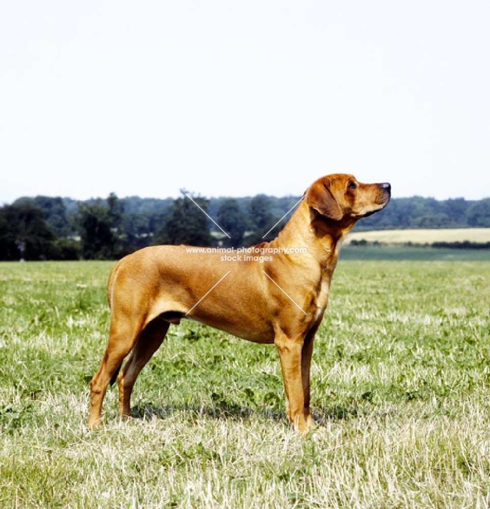 champion rhodesian ridgeback in a grass field