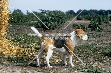 ch beacott buckthorn, (bucky), beagle standing on farmland