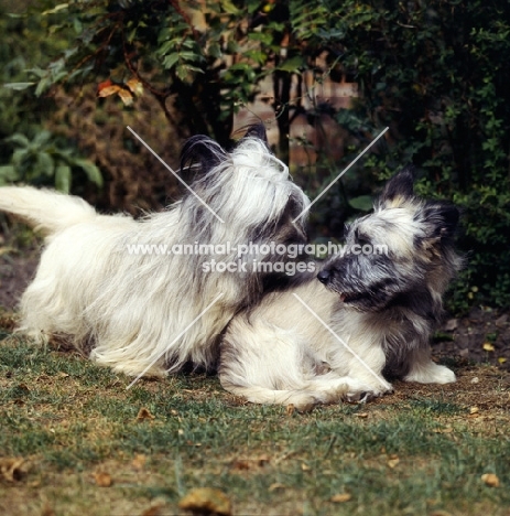   ch marjayn mona and puppy skye terrier and puppy looking at each other