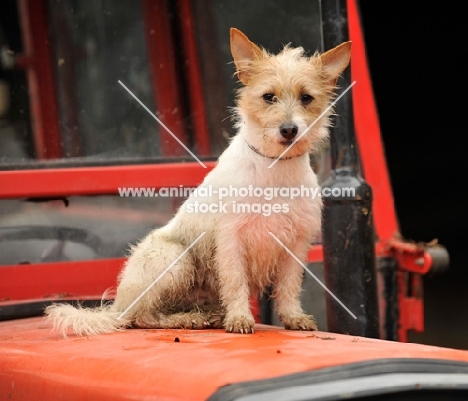 Jack Russell Terrier sitting on tractor