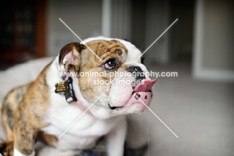 english bulldog with tongue out