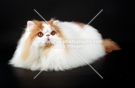 red and white Persian lying down on black background