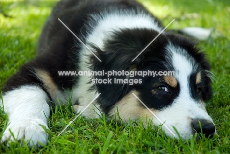 4 month old australian shepherd dog, lying on grass