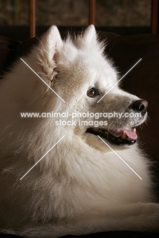 Samoyed dog, portrait